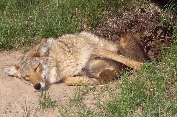 Coyote - at den with pups