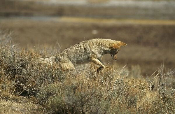 Coyote ED 561 Pouncing, Yellowstone National Park, USA. Canis latrans © Eric Dragesco  /  ARDEA LONDON