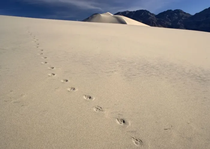 Framed Print : Coyote Footprints - on sand dunes. Eureka dunes in Death Valley National Park. A National Natural Landmark, USA Framed Print : Coyote Footprints - on sand dunes. Eureka dunes in Death Valley National Park. A National Natural Landmark, USA