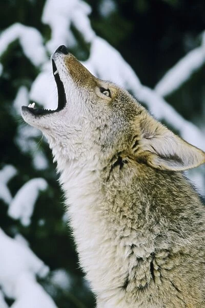 Coyote - howling USA. MC249