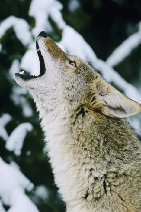 Framed Print : Coyote - howling USA. MC249 Framed Print : Coyote - howling USA. MC249