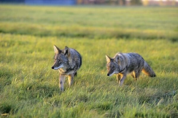 Coyote - two hunting in farm meadow. MC322