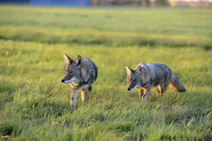 Framed Print : Coyote - two hunting in farm meadow. MC322