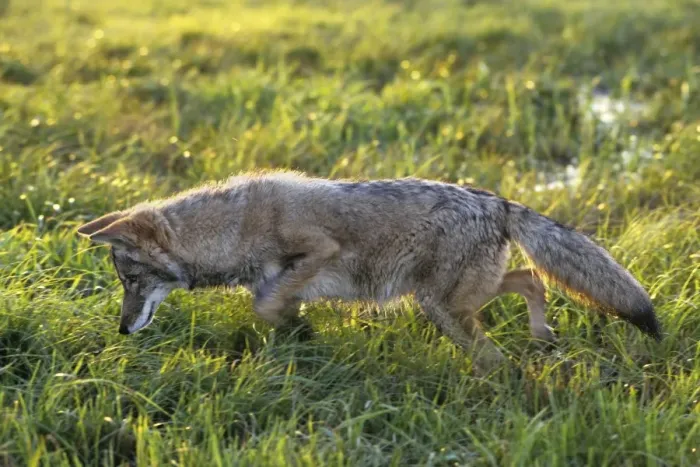 Framed Print : Coyote - listening intently for vole in grass. MC319 Framed Print : Coyote - listening intently for vole in grass. MC319