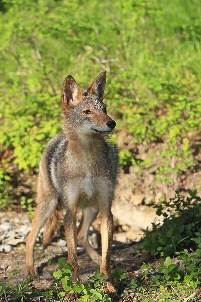 Coyote. Montana - USA