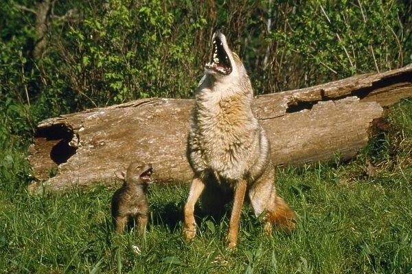 Coyote - mother & pup howling together