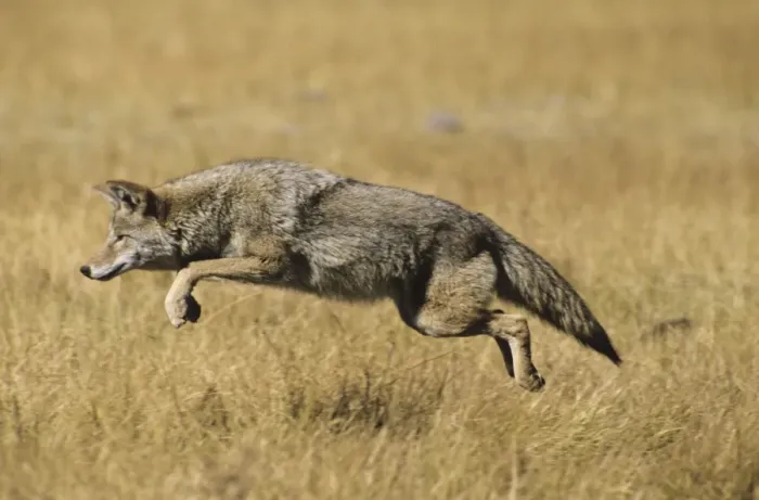 Framed Print : Coyote - pouncing on vole. Western USA. MC189