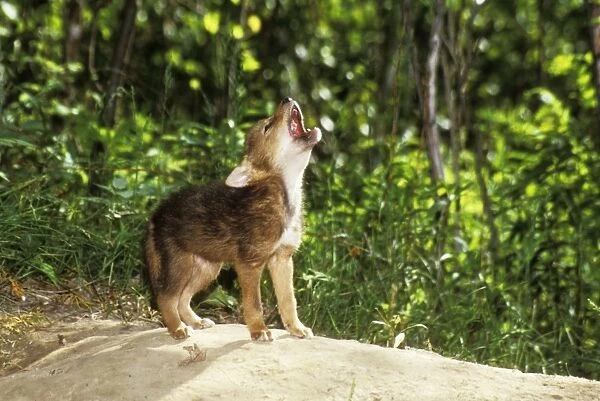 Coyote Puppy Howling. North Eastern USA