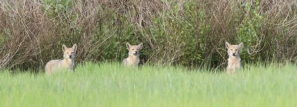 Coyote - pups - June - CT - USA