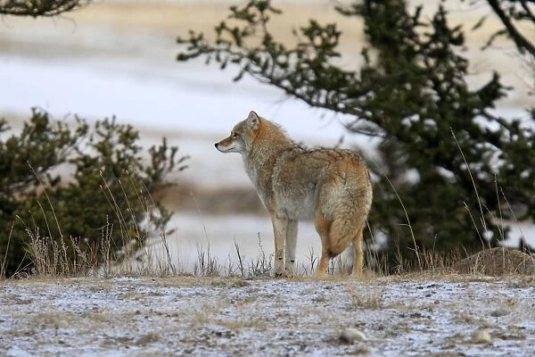 Coyote. Rocky Mountains - Jasper National Park - Alberta - Canada