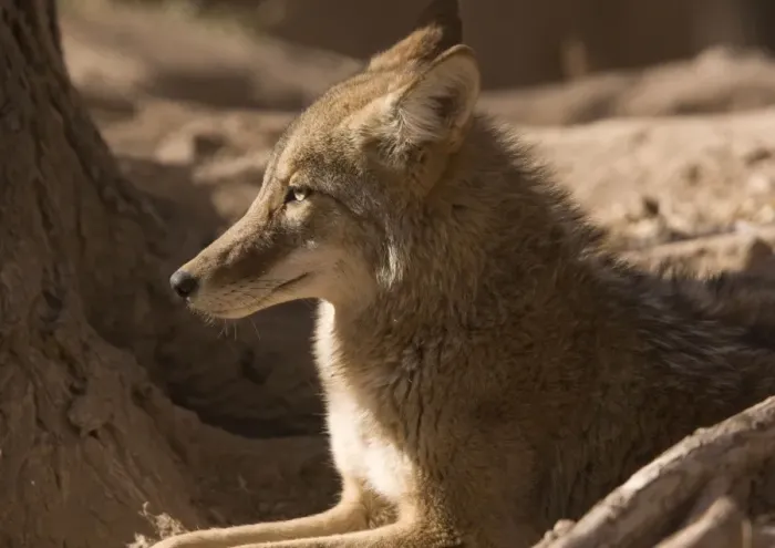 Framed Print : Coyote - sunbathing and resting New Mexico, USA