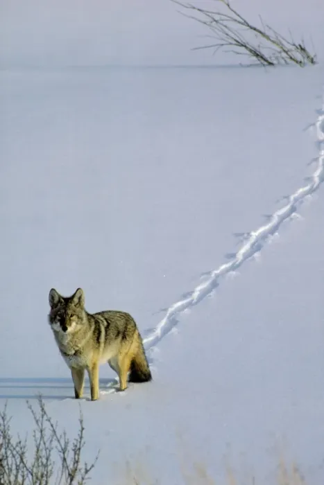 Framed Print : Coyote - walking through fresh snow, winter. Western U. S. A Framed Print : Coyote - walking through fresh snow, winter. Western U. S. A