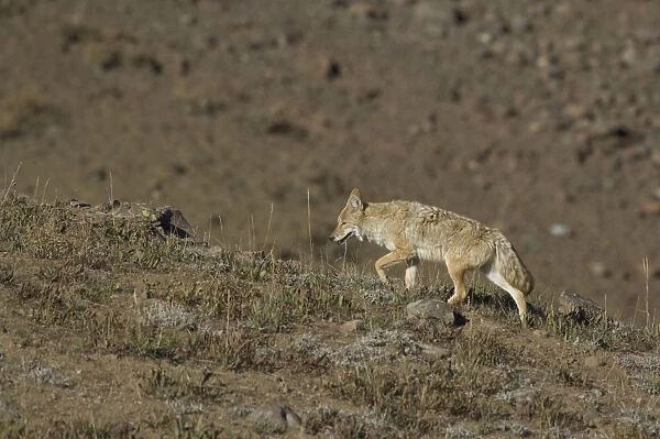 Coyote Walking up hillside Yellowstone NP. USA