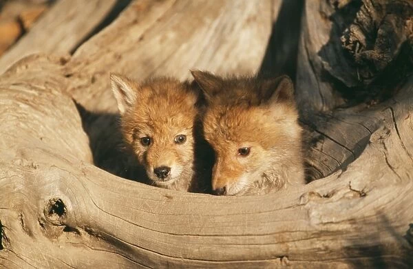 Coyote WAT 4548 2 cubs Canis latrans © M. Watson  /  ardea. com
