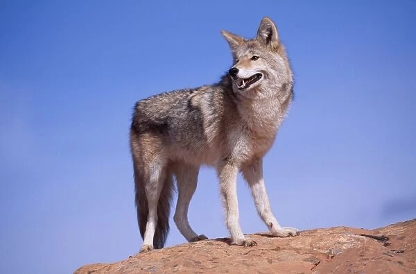 Coyote WAT 4991 Canis latrans © M. Watson  /  ARDEA LONDON