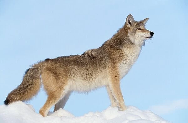 Coyote WAT 6335 Canis latrans © M. Watson  /  ardea. com