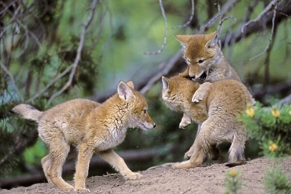 Coyote - three wild pups play near densiite. Bridger-Teton National Forest, Grand Teton National Park, USA. Mc421