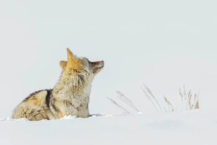 Framed Print : Coyote, winter rest Date: 19-02-2021 Framed Print : Coyote, winter rest Date: 19-02-2021