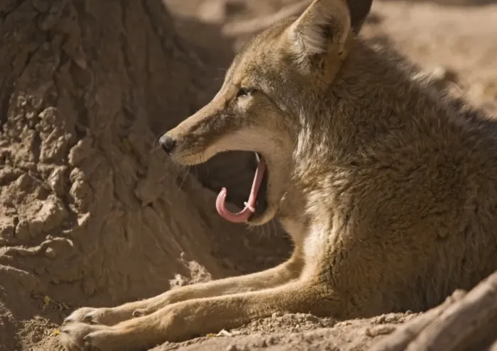 Framed Print : Coyote - yawning, sunbathing and resting Framed Print : Coyote - yawning, sunbathing and resting