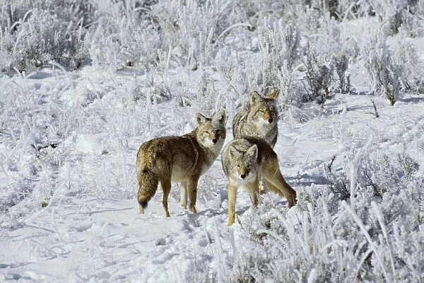 Coyotes - on morning after a fresh snow. Western U. S. A. MC131