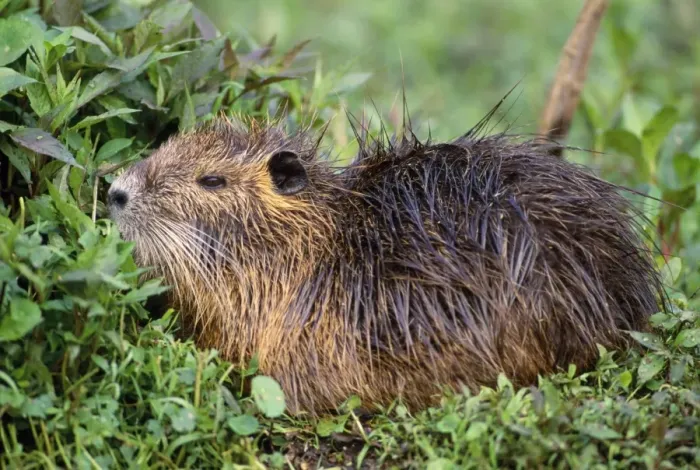 Framed Print : Coypu / Nutria Framed Print : Coypu / Nutria