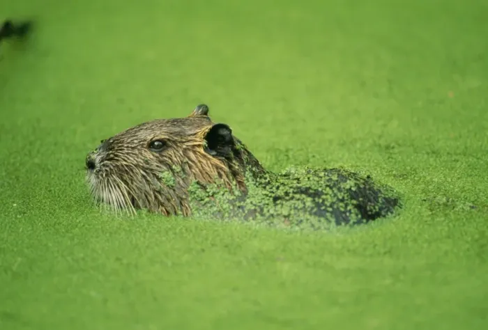 Framed Print : Coypu / Nutria CAN 432 location: Louisianna. Introduced from South America. Myocastor coypus © John Cancalosi / ARDEA LONDON Framed Print : Coypu / Nutria CAN 432 location: Louisianna. Introduced from South America. Myocastor coypus © John Cancalosi / ARDEA LONDON