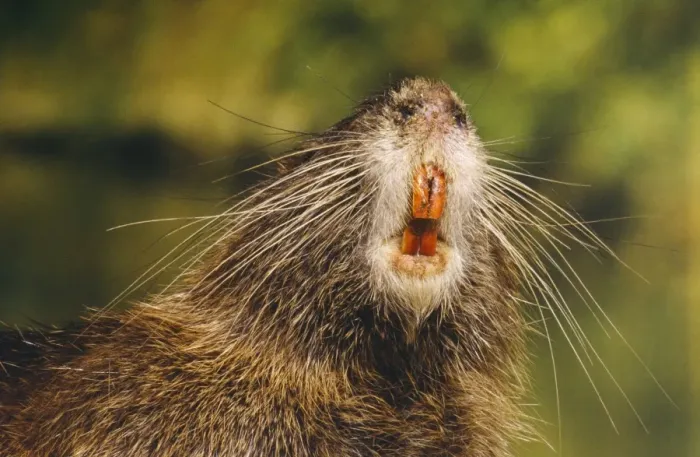 Framed Print : Coypu / Nutria - adult, close-up of mouth and teeth Framed Print : Coypu / Nutria - adult, close-up of mouth and teeth