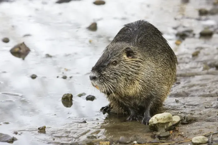 Framed Print : Coypu / Nutria. Alsace - France Framed Print : Coypu / Nutria. Alsace - France