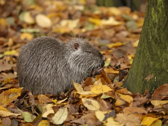 Framed Print : Coypu / Nutria - in autumn leaves - Germany Framed Print : Coypu / Nutria - in autumn leaves - Germany