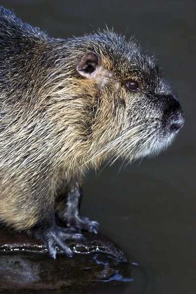 Coypu, nutria. Riparian rodent introduced to UK and eradicated. Originallys America