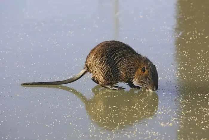 Framed Print : Coypu / Nutria - walking across frozen pond. Saintes Maries de la Mer - Carmargue - France Framed Print : Coypu / Nutria - walking across frozen pond. Saintes Maries de la Mer - Carmargue - France