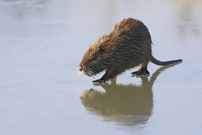 Framed Print : Coypu / Nutria - walking across frozen pond. Saintes Maries de la Mer - Carmargue - France Framed Print : Coypu / Nutria - walking across frozen pond. Saintes Maries de la Mer - Carmargue - France