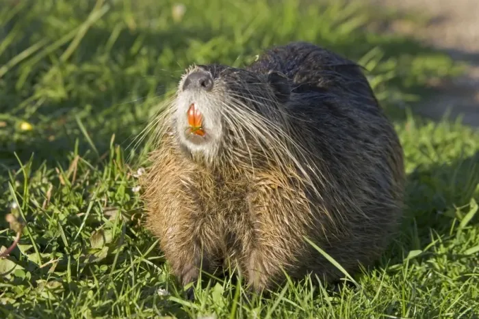 Framed Print : Coypu showing orange incisors and long whiskers, lake near Les Bois du Bardelet, France Framed Print : Coypu showing orange incisors and long whiskers, lake near Les Bois du Bardelet, France