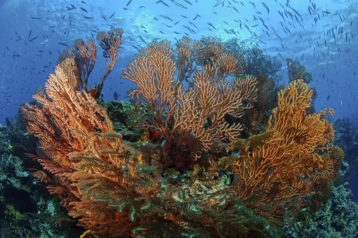 Framed Print : Cozumel Columbia Reef - Gorgonen at Drop-Off