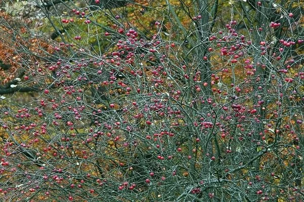 Crab Apple - ripened fruit in autumn - Wilhems Hoehe park - Kassel - Hessen - Germany