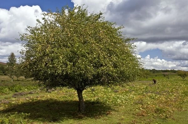 Crab apple tree - in fruit in the New Forest - near Linwood - Hampshire