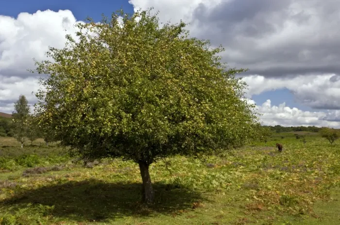 Framed Print : Crab apple tree - in fruit in the New Forest - near Linwood - Hampshire Framed Print : Crab apple tree - in fruit in the New Forest - near Linwood - Hampshire
