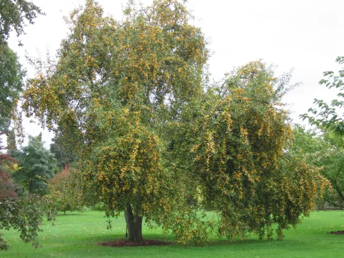 Framed Print : Crab Apple Tree - Golden Hornet Framed Print : Crab Apple Tree - Golden Hornet