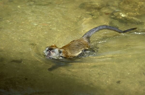 Crab-eating  /  Long-tailed Macaque swimming, Sabah, Borneo, Malaysia JPF19175