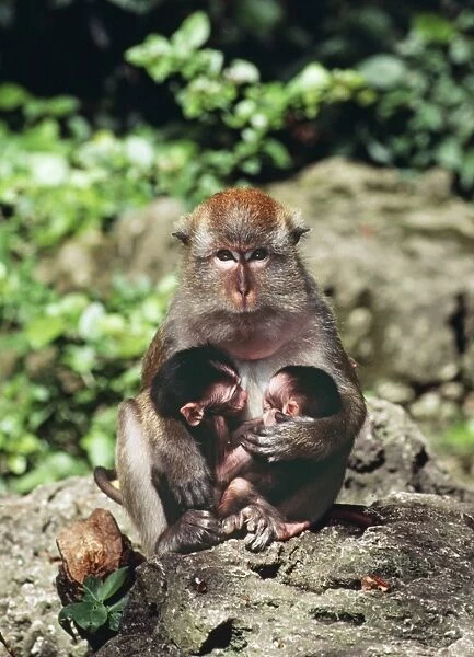 Crab-eating Macaque - with two babies but not twins. One baby stolen by this dominant female