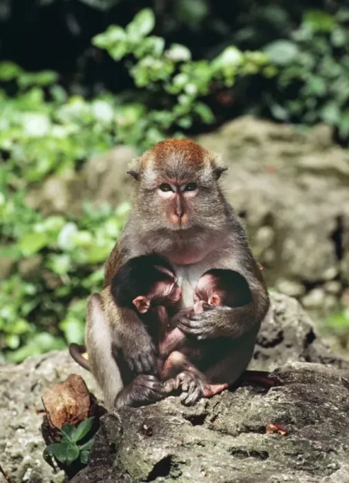 Framed Print : Crab-eating Macaque - with two babies but not twins. One baby stolen by this dominant female