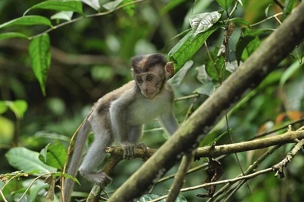 Crab-eating Macaque  /  Long-tailed Macaque - juvenile - Gunung Leuser National Park - Northern Sumatra - Indonesia
