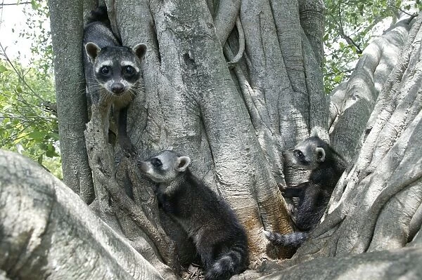 Crab-eating Raccoon - three in tree Llanos, Venezuela