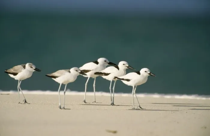 Framed Print : Crab Plover - bird Island - Seychelles