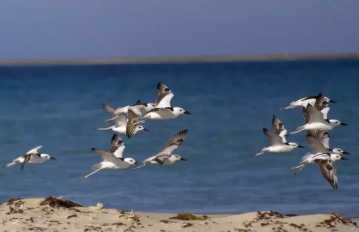 Framed Print : Crab Plover - group in flight Framed Print : Crab Plover - group in flight