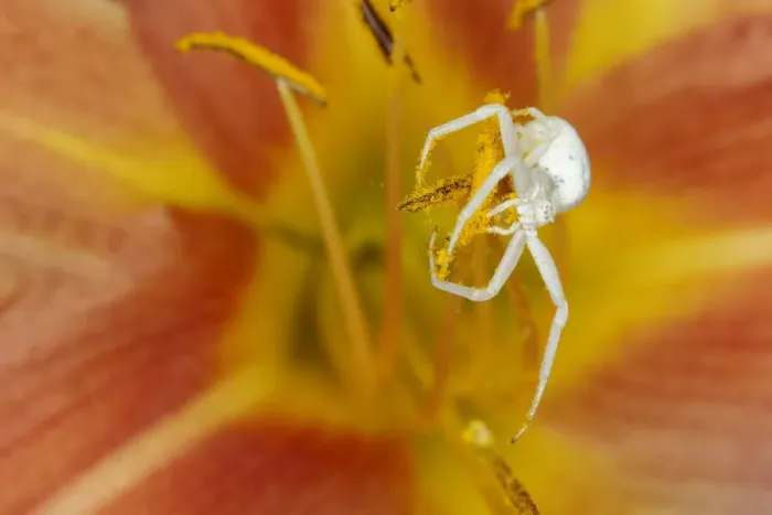 Framed Print : Crab Spider - on Hemerocallis Flower Misumena vatia Essex, UK IN001184 Framed Print : Crab Spider - on Hemerocallis Flower Misumena vatia Essex, UK IN001184