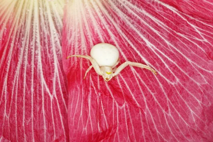 Framed Print : Crab Spider - in Hollyhock Flower Misumena vatia Essex, UK IN001157 Framed Print : Crab Spider - in Hollyhock Flower Misumena vatia Essex, UK IN001157