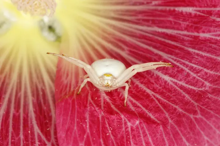 Framed Print : Crab Spider - in Hollyhock Flower Misumena vatia Essex, UK IN001160 Framed Print : Crab Spider - in Hollyhock Flower Misumena vatia Essex, UK IN001160