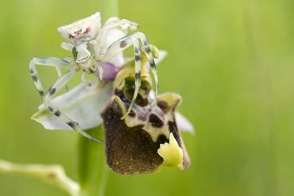Crab spider - lurking on an Late Spider Orchid - Italy