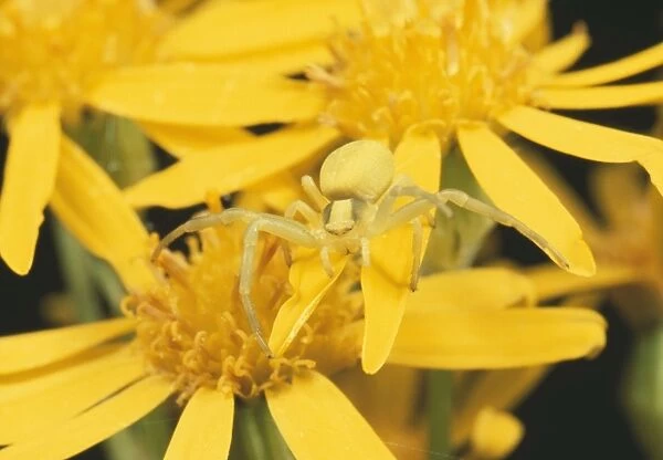 Crab Spider - lying in wait for prey. UK
